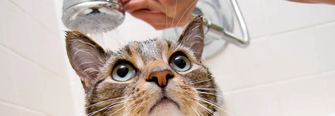 cat having a bath