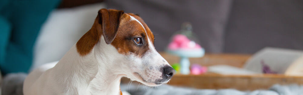 cute dog lying on couch