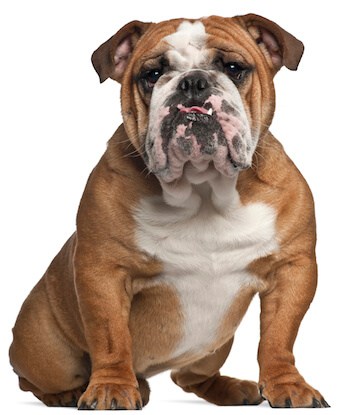 Bulldog with pet hair problem