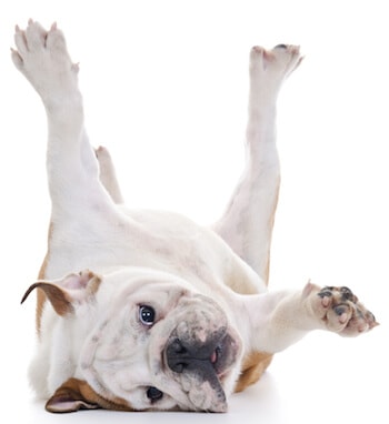 bulldog with short hair lying on floor