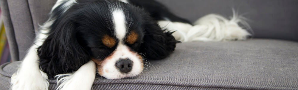 Small dog sleeping on sofa