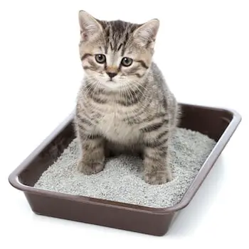 cat peeing in litter box