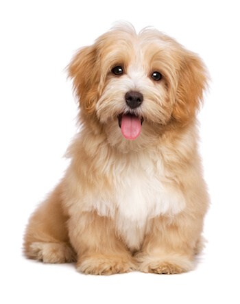 cute dog sitting on floor