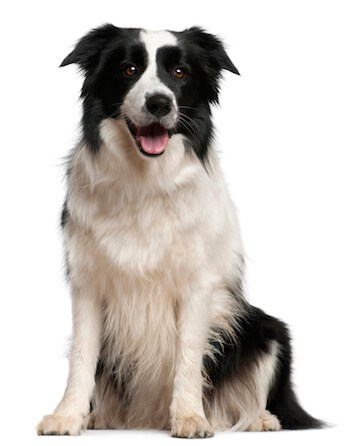 border collie sitting on floor