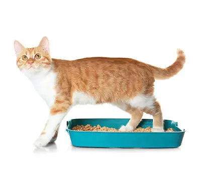 cat standing in a litter box