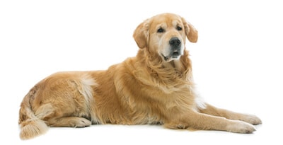 golden retriever lying on floor