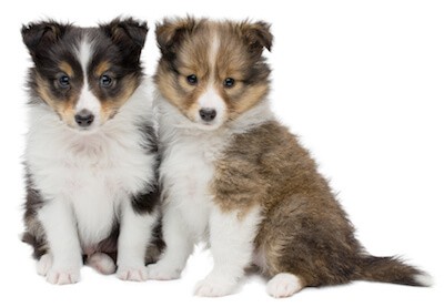 sheltie puppies sitting