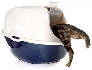 cat litter box and a spotted cat