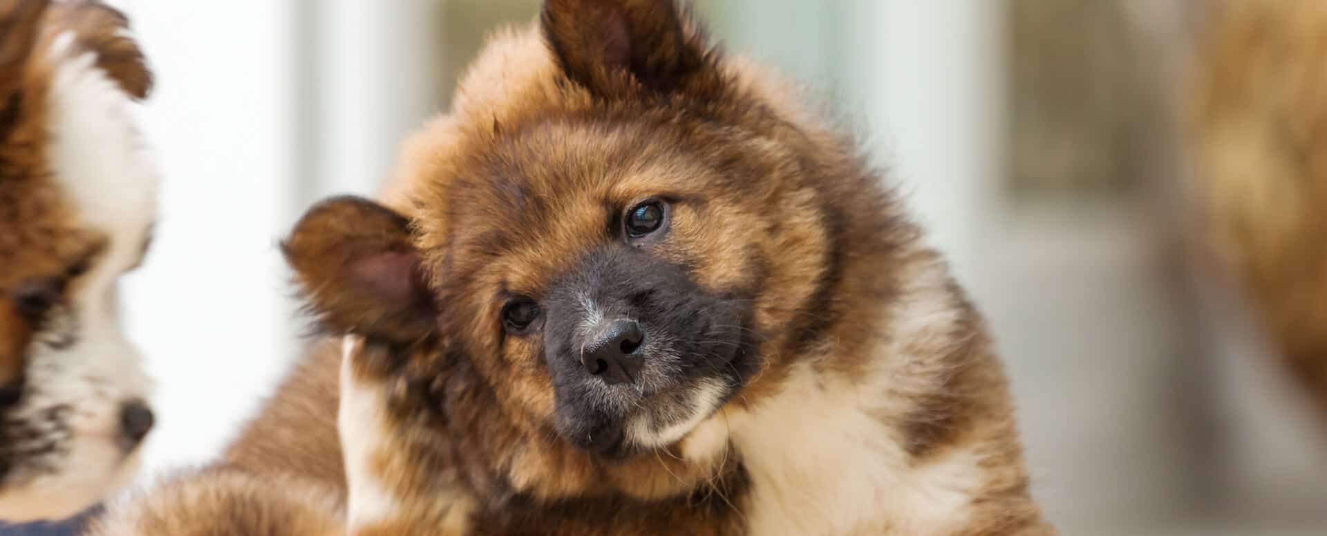 dog scratching skin and shedding