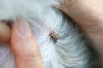 Big Tick on a dog