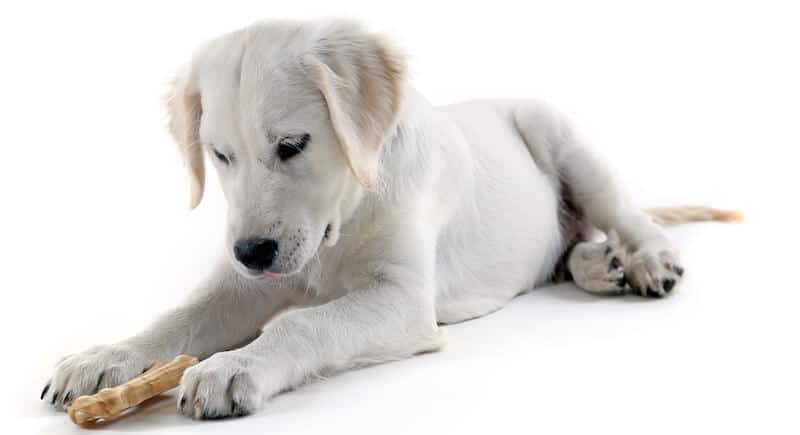 Labrador retriever chewing a treat
