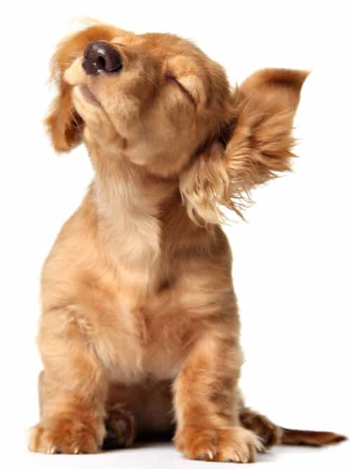 puppy shaking its floppy ears