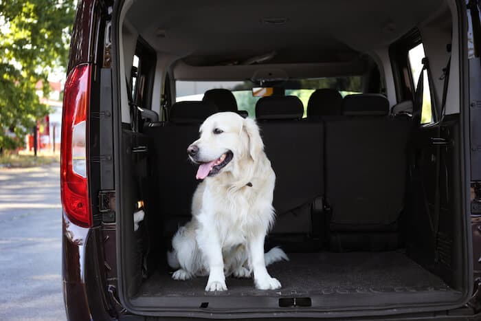 dog in car