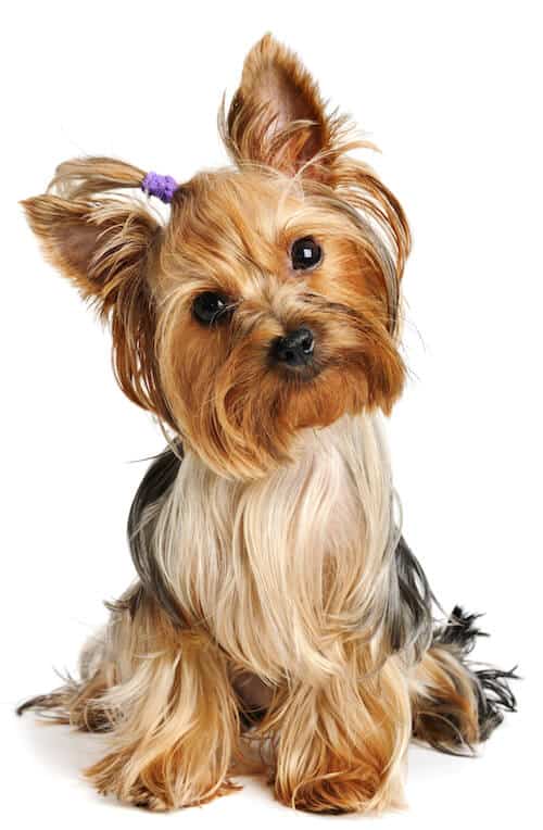 yorkshire terrier