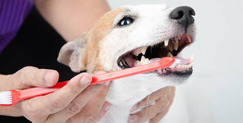 dog dental hygiene