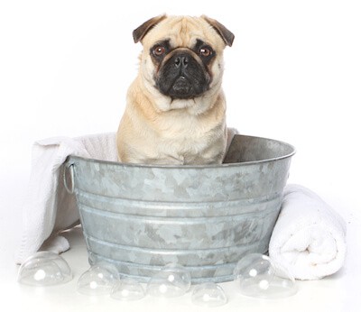 bathing a puppy pug