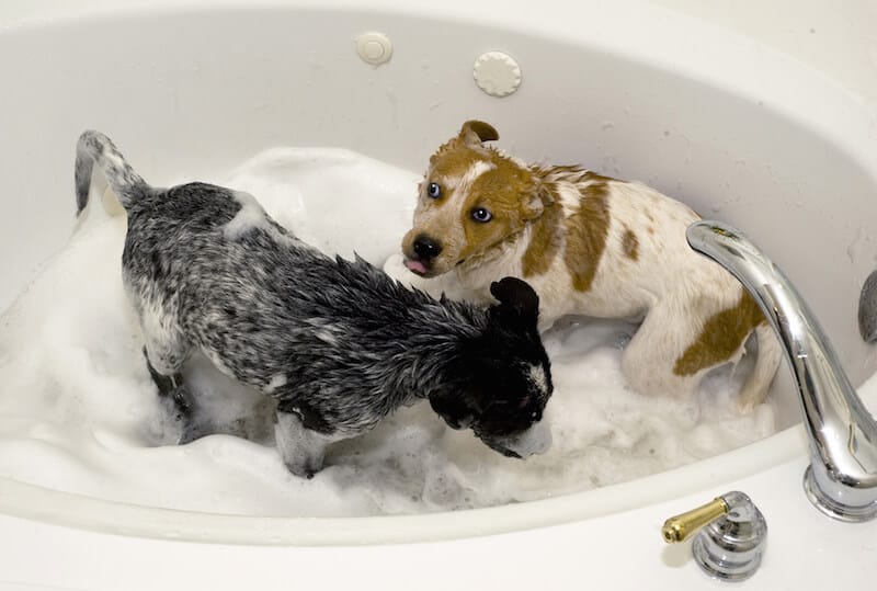 Two puppies taking a bath in a sink