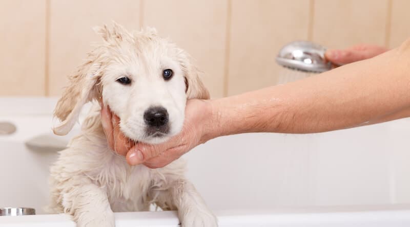 when can you shower a puppy?