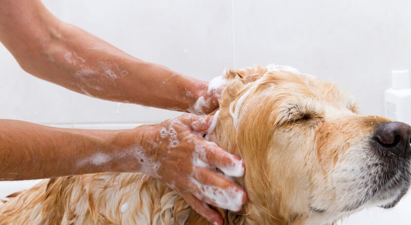 is it ok to wash your dog with human shampoo