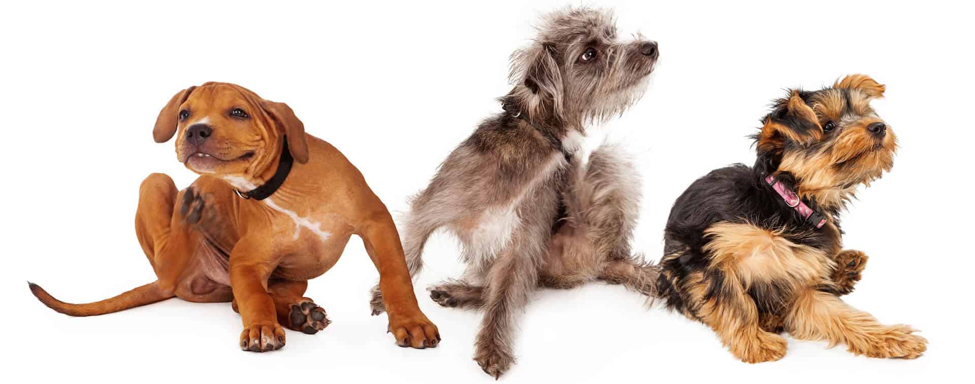 3 pets scratching themselves potentially because of pet dander, dust and dog hair problems