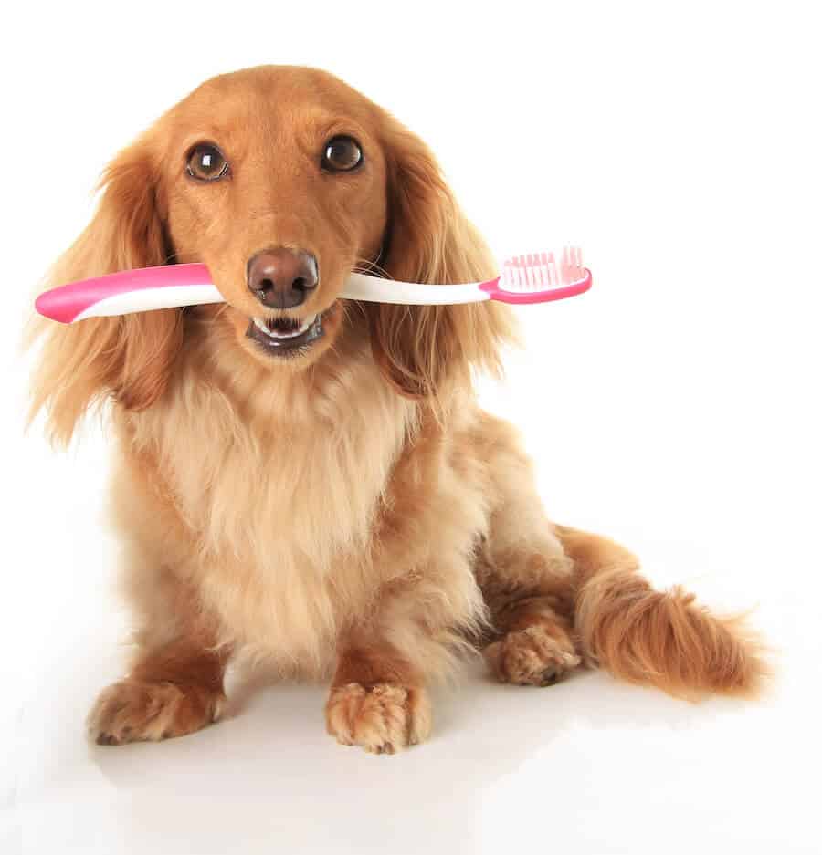 tiny dog toothbrush