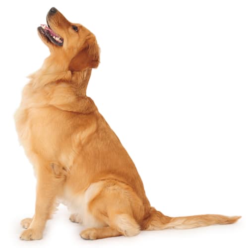 best brush for golden retriever shedding