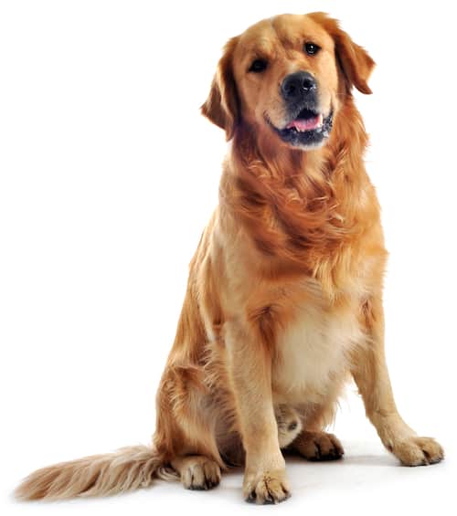 golden retriever puppy shedding