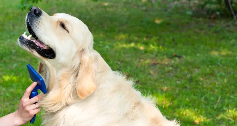 brushing and a beautiful Golden