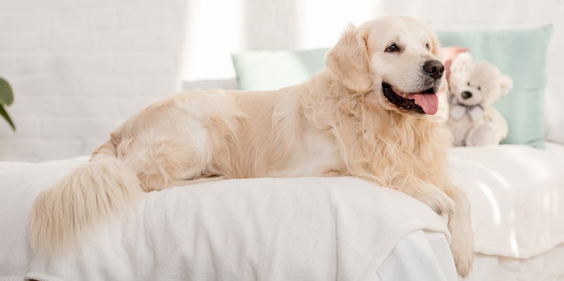 Golden lying on comforter