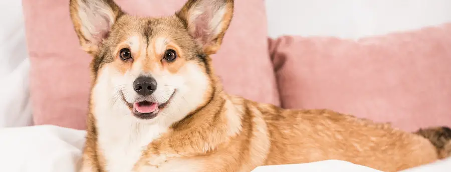 small dog lying on white sheets