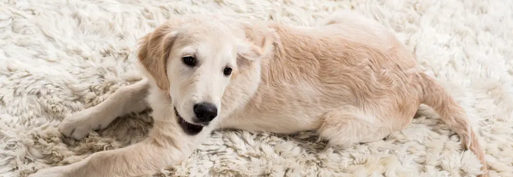 dog hair on carpet