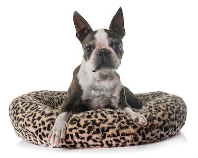 terrier laying on a dog bed