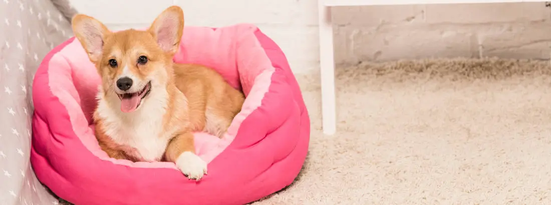 dog bed on floor