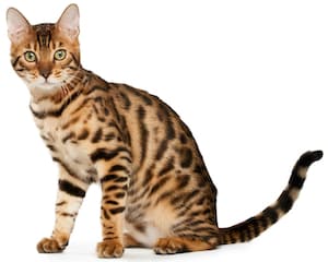 Bengal cat sitting