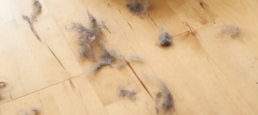 pet hair on floor