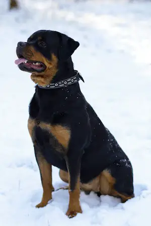 Rottweiler with a thicker coat in winter
