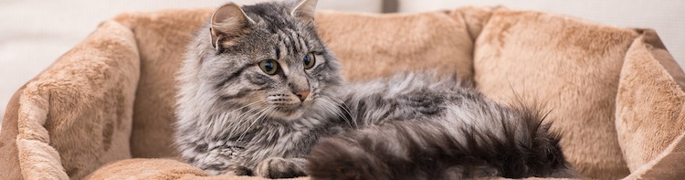 cat lying in his bed