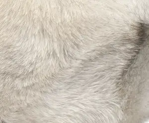douple coated pug