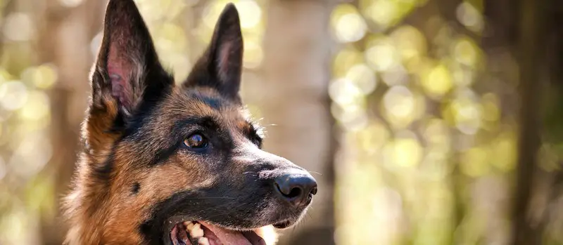 german shepherd losing summertime hair