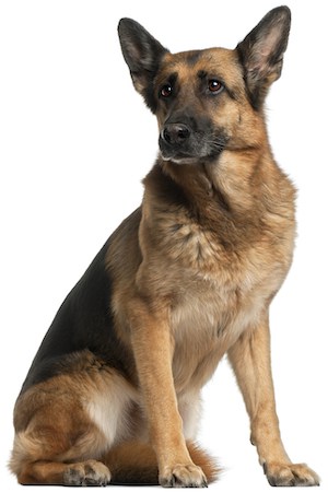 german shepherd being brushed