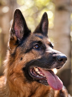 german shepherds shiny coat