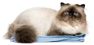 persian cat on towel