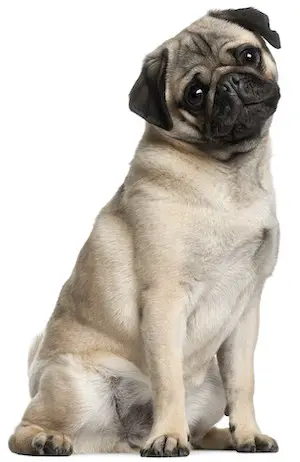 hairy pug sitting