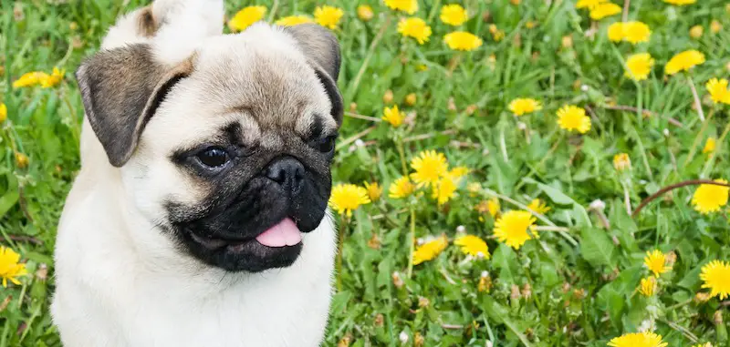 light haired pug in the field