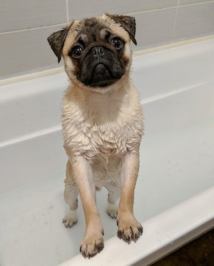 pug in a bath