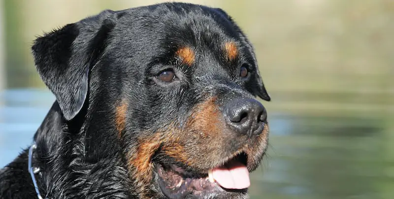 rottweiler bathing in water