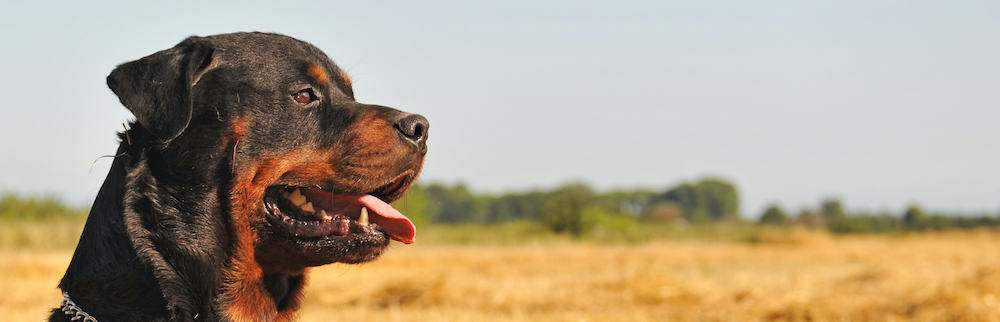 young rottweiler sitting in a field