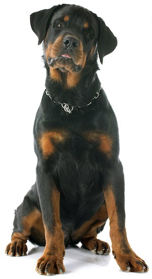 young rottweiler