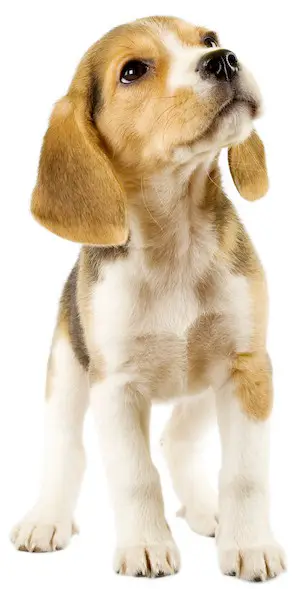 beagle puppy looking up