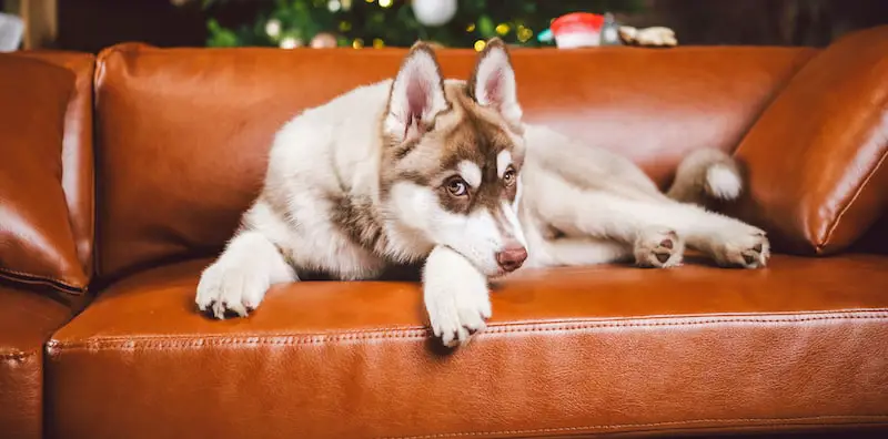 dog laying on leather couch